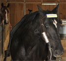 horse bit reflector,horse,horse safety,reflectors,equestrian