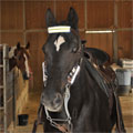 horse,horse reflector,night ride