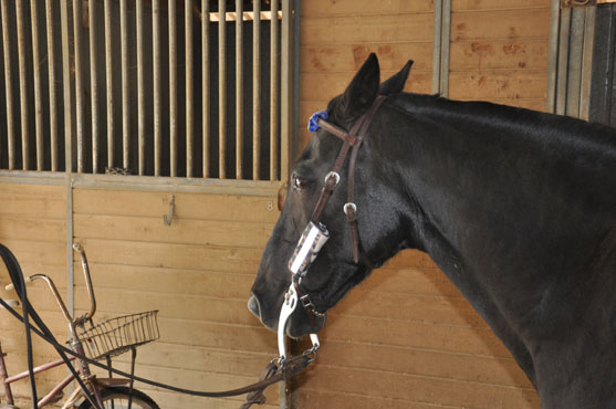 horse reflector,safe horse,night ride